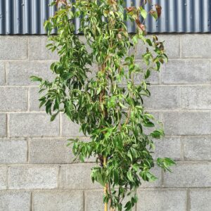 Cornus hongkongensis