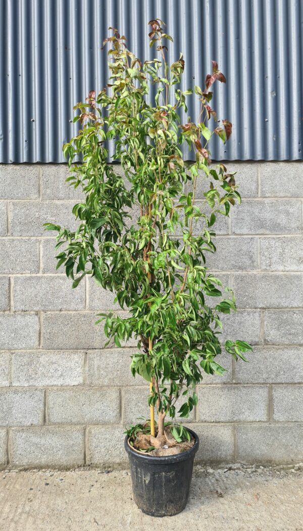 Cornus hongkongensis