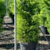 Cryptomeria japonica Elegans - 35L 125-150cm