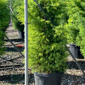 Cryptomeria japonica Elegans