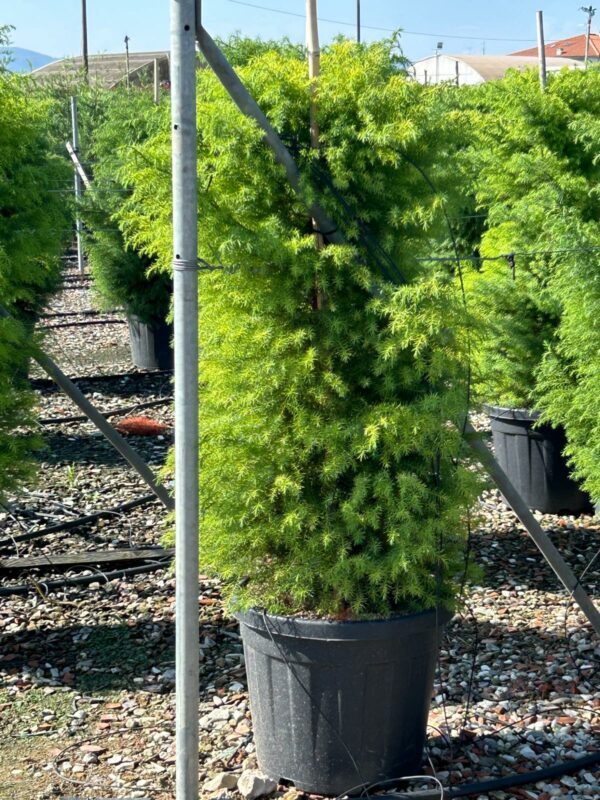 Cryptomeria japonica Elegans