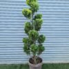 Cupressocyparis leylandii 'Gold Rider' Pom Pom - 45L 160-180cm tall