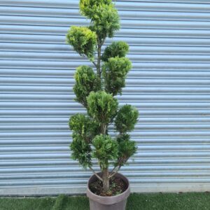 Cupressocyparis leylandii 'Gold Rider' Pom Pom
