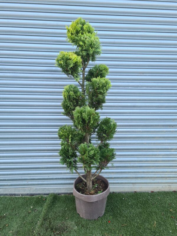 Cupressocyparis leylandii 'Gold Rider' Pom Pom