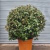 Elaeagnus ebbengei Ball - 110L 100-120cm ball