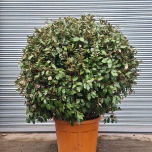 Elaeagnus ebbengei Ball