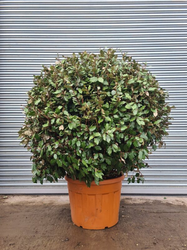 Elaeagnus ebbengei Ball
