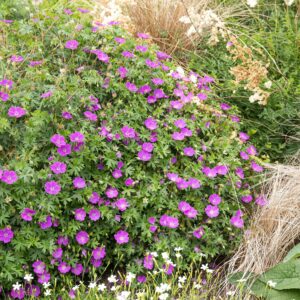 Geranium sanguineum Max Frei
