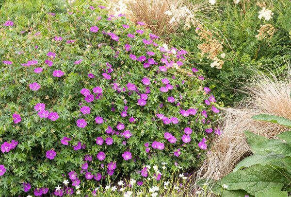 Geranium sanguineum Max Frei