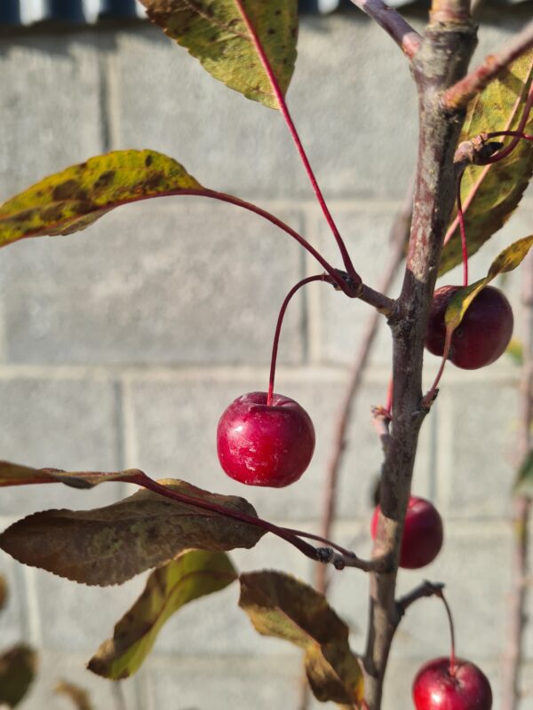 Malus 'Coccinella' / Crab Apple - Image 2