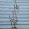 Malus 'Coccinella' / Crab Apple - 45L 8-10cm girth, standard