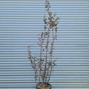Malus 'Coccinella' / Crab Apple