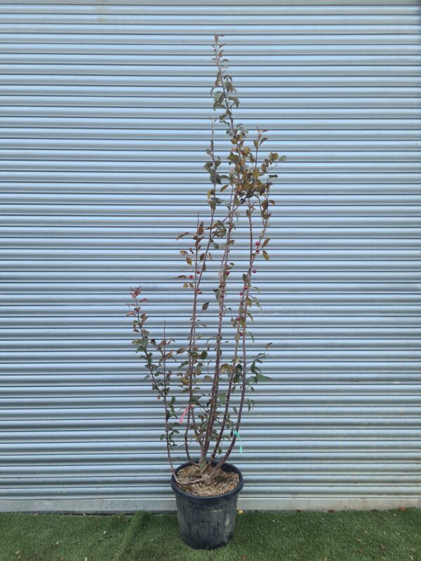 Malus 'Coccinella' / Crab Apple