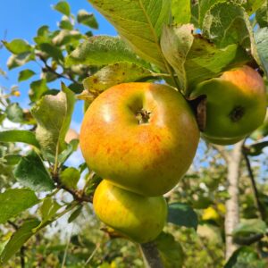 Malus domestica Egremont Russet