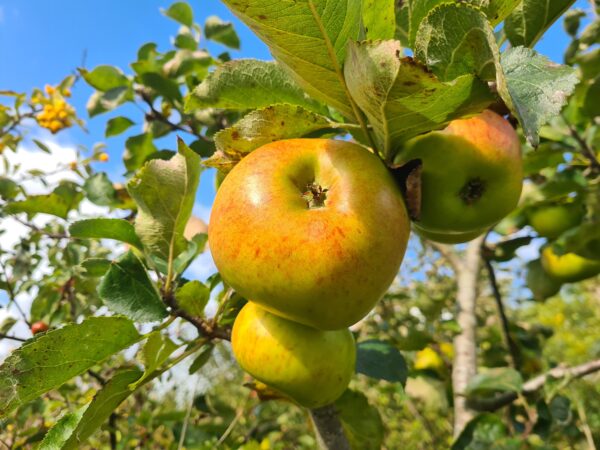 Malus domestica Egremont Russet
