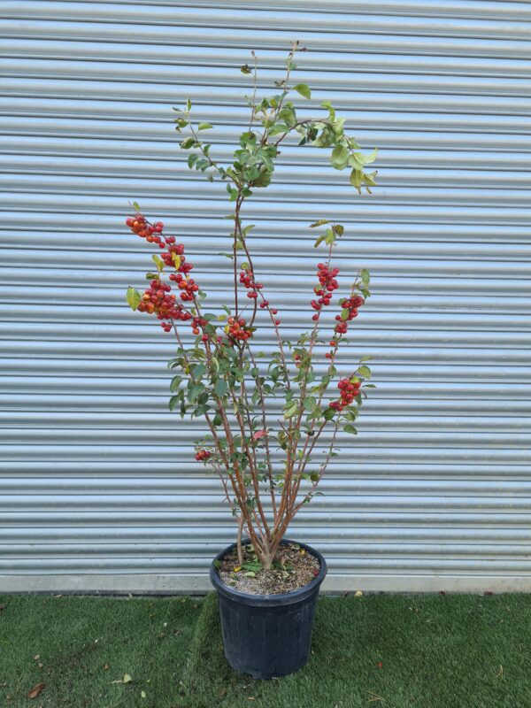 Malus Evereste / Crab Apple - Image 2