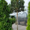 Ilex Nellie Stevens Cubed Head Tree - 130L 16-18cm girth, 80cm3 head