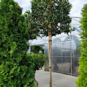 Ilex Nellie Stevens Cubed Head Tree