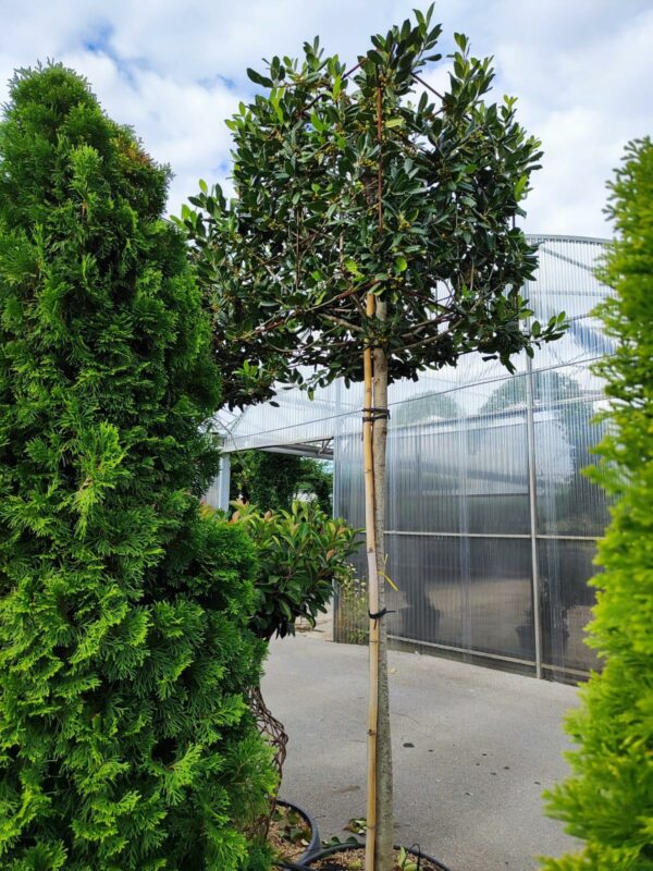 Ilex Nellie Stevens Cubed Head Tree