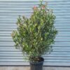 Photinia × fraseri 'Compacta' - 5L pot