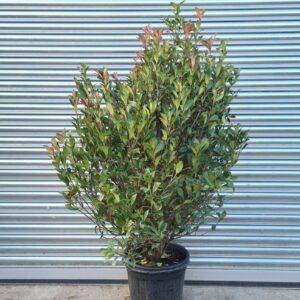 Photinia × fraseri 'Compacta'
