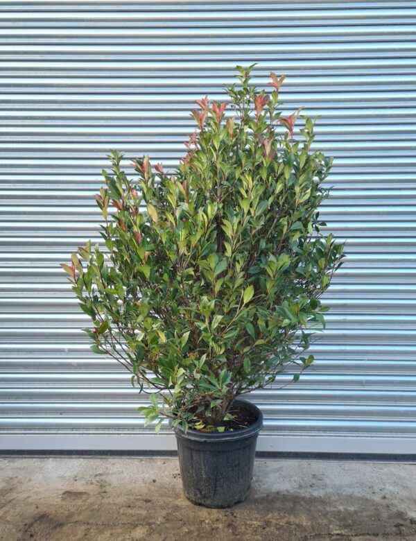 Photinia × fraseri 'Compacta'