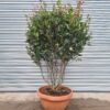 Photinia × fraseri Compacta Parachute - 40L 125-150cm
