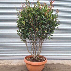 Photinia × fraseri Compacta Parachute