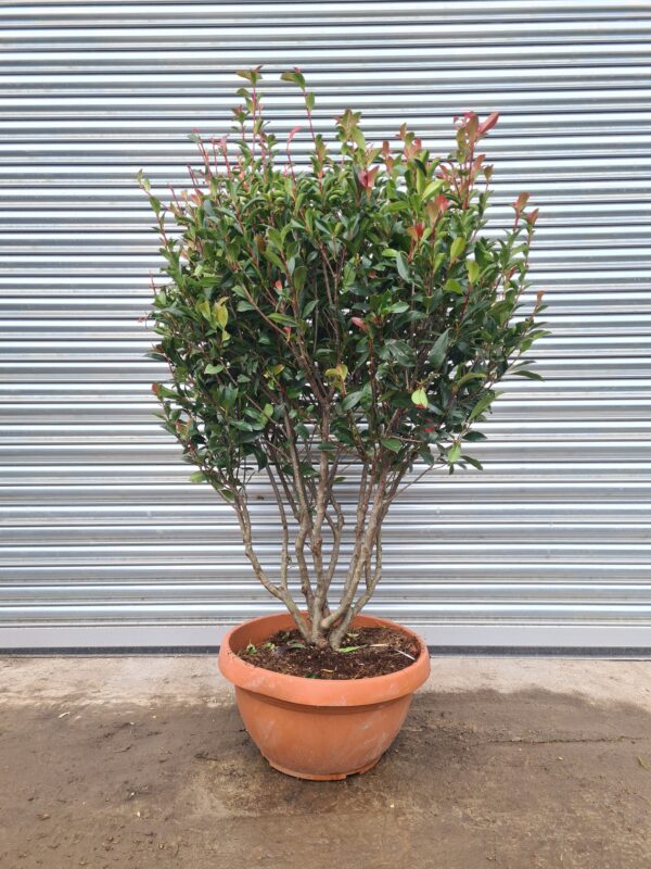 Photinia × fraseri Compacta Parachute