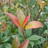 Photinia × fraseri Compacta 1/2 Standard - 30L 8-10cm girth, 60-70cm head, 1/2 Standard