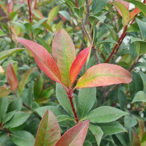 Photinia × fraseri Compacta 1/4 Standard