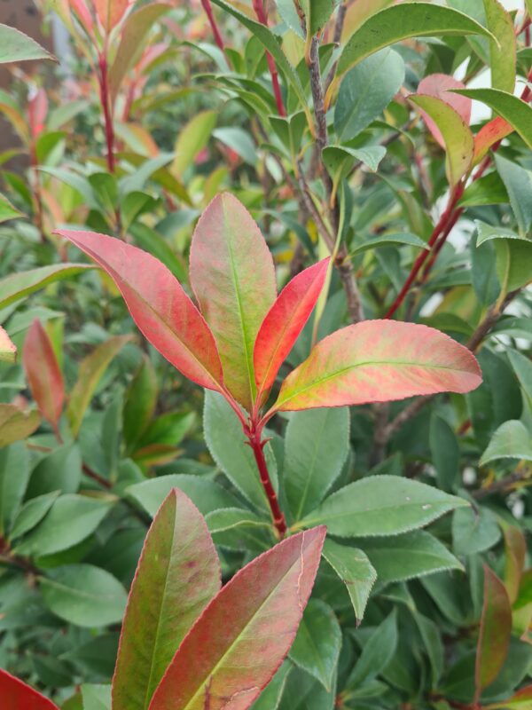 Photinia × fraseri Compacta PomPom - Image 2