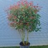 Photinia Red Robin Parachute Form - 90L 125-150cm