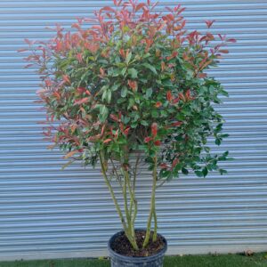 Photinia Red Robin Parachute Form