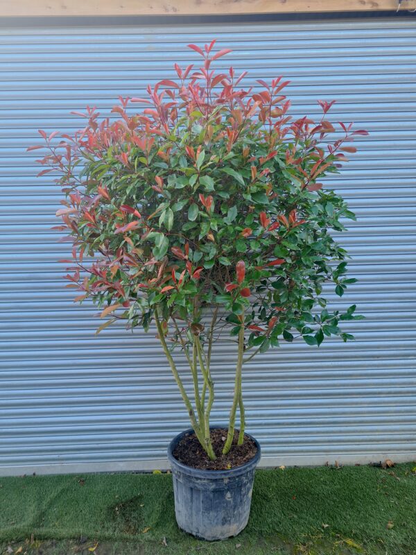 Photinia Red Robin Parachute Form