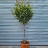 Photinia serr. 'Corallo' 1/2 Standard - 30L 8-10cm girth, 70-80cm head, 1/2 Standard