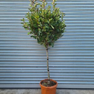 Photinia serr. 'Corallo' 1/2 Standard