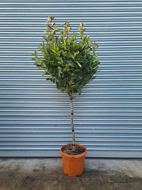 Photinia serr. 'Corallo' 1/2 Standard