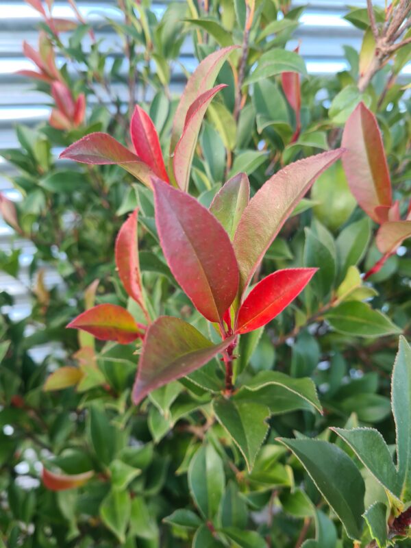 Photinia serr. 'Corallo' 1/2 Standard - Image 2