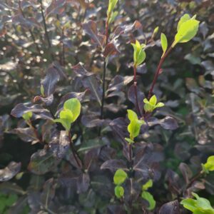 Pittosporum tenuifolium Dark Diva