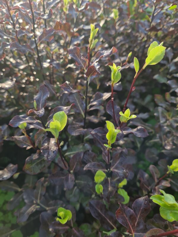 Pittosporum tenuifolium Dark Diva