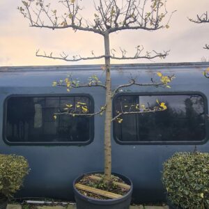 Prunus domestica Espalier