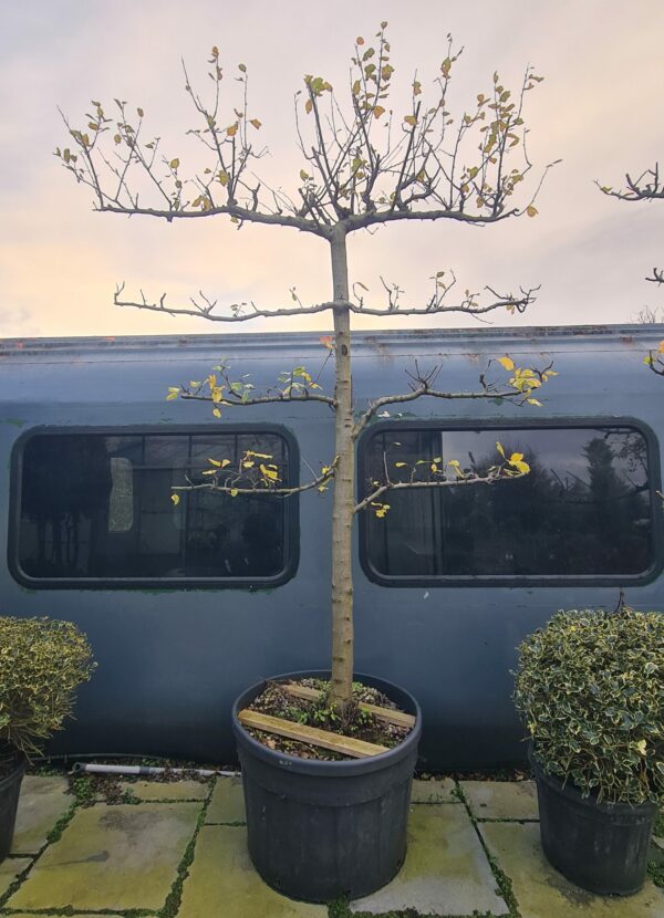 Prunus domestica Espalier