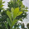 Quercus Regal Prince - 08-10cm girth, 3-3.5m tall, Rootballed