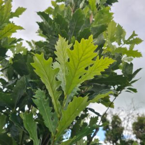 Quercus Regal Prince