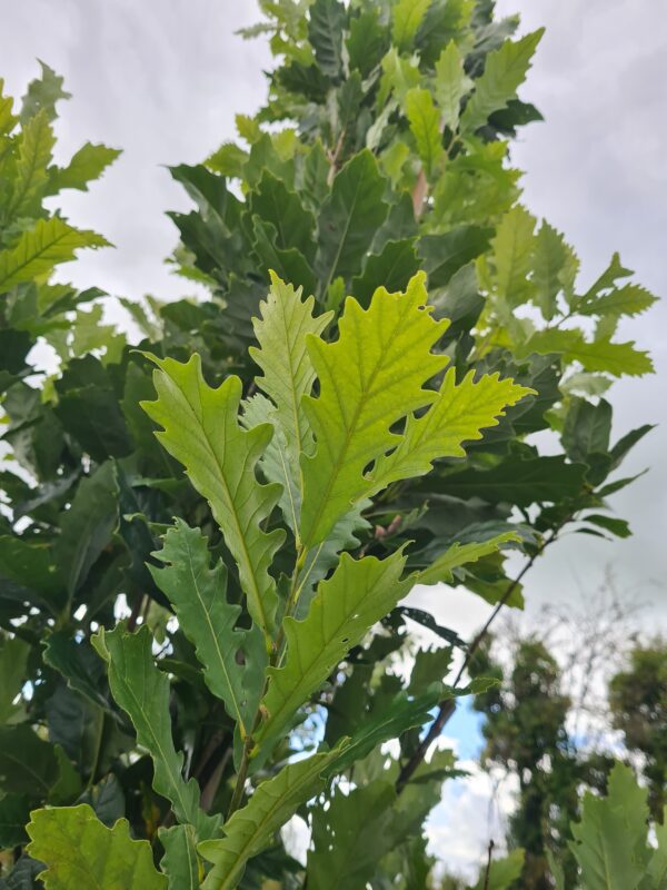 Quercus Regal Prince