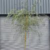 Salix babylonica - 35L 10-12cm girth, Standard