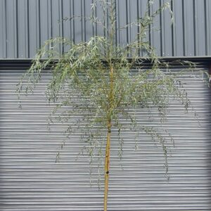 Salix babylonica