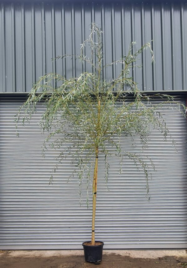 Salix babylonica