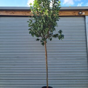 Viburnum lucidum Standard Tree